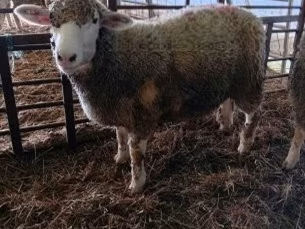 Ovce, Ile-de-France sheep — Maďarsko