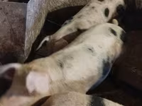 公猪, Pigs — 照片 1