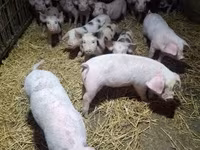Säue, Schweine — Foto 5