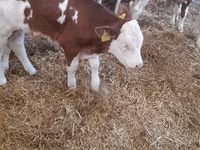 Szarvasmarha (tétel, nem megadva), Simmental cattle — 1. fotó