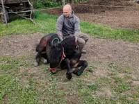 Mare, Horses — photo 5