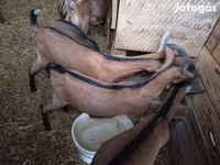公山羊, Alpine goat — 照片 4