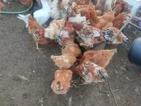 Chickens — फ़ोटो 1