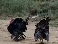 Turkeys — photo 4