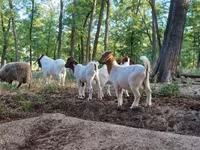 Ziegenbock, Boer goat — Foto 5