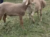 Qoyun, Arashan sheep — foto 2