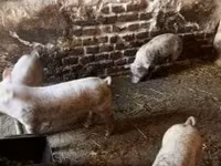 Donuzlar (partiya, cinsi göstərilməyib), Donuzlar — foto 1