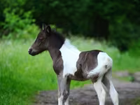 Lovak (tétel, nem megadva), Shetland Pony — 5. fotó