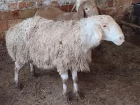 Ovce, West-Siberian mutton sheep — foto 1