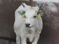 Vaca, Raça cinza húngara — foto 1