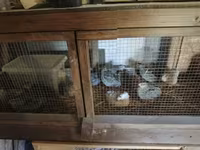 Quails — foto 1