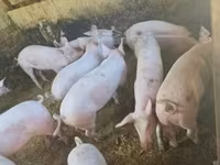 公猪, Pigs — 照片 1