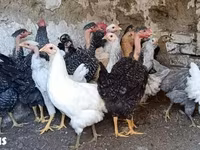 Chickens — Foto 1