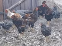 Chickens — zdjęcie 1