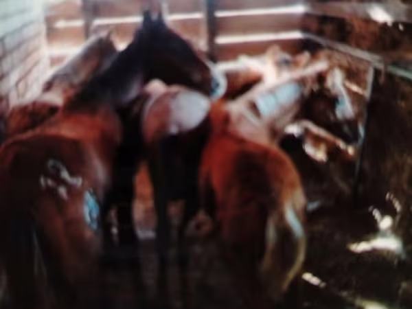 Hing, Lovak