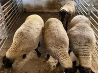 Sheep, White Suffolk sheep — photo 6