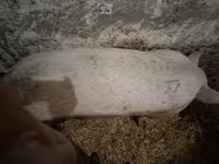 Säue — Foto 2