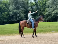 Hing, Quarter Horse — 7. fotó