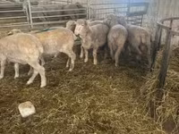 Kos, Merino sheep — 4. fotó