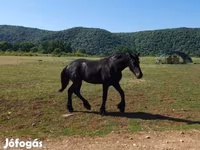 Hengst, Friesian — Foto 2