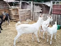 बकरा, बकरियाँ — फ़ोटो 2