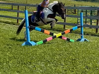 Hing, Pinto horses — 2. fotó