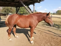 母马, Hungarian horse breed — 照片 1