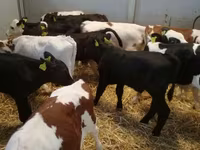 Bovinos (lote, sexo no especificado), Ganado vacuno — foto 1