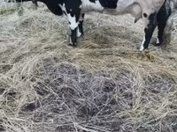 गाय, Russian Black pied cattle — फ़ोटो 4