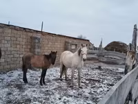 Égua, Cavalos — foto 1