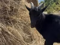 Bak, Dutch Landrace goats — 4. fotó
