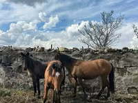 Klisna, Koně — foto 4