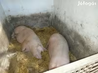 Schweine (Partie, Geschlecht nicht angegeben), Schweine — Foto 4