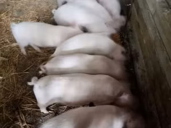 Pigs (batch, sex not specified),  — Hungary