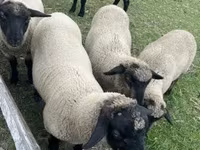 Kos, White Suffolk sheep — 2. fotó