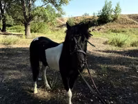 خيول (دفعة، الجنس غير محدد), American shetland pony — الصورة 4