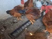 Chickens — 1. fotó