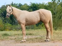 Hing, Quarter Horse — 1. fotó