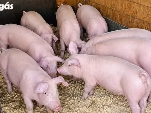 Boar, Крупная белая