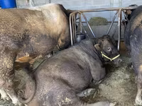 ثور, Swiss cattle — الصورة 7