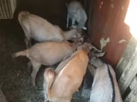 母山羊, Goats — 照片 1