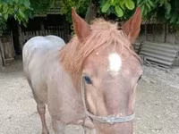公马, Horses — 照片 2