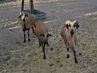 Ram, Cameroon sheep — photo 2
