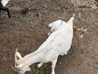 山羊（批次，未指定性别）, Goats — 照片 5