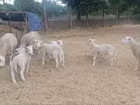 母羊, Sheep — 照片 2