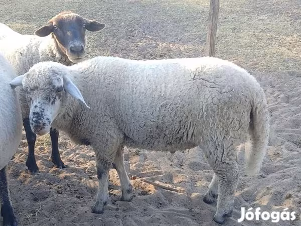 Kos, Juhok — Magyarország