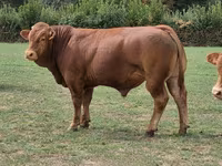 Bull, Limousin cow — photo 2