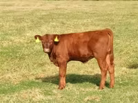 Bulle, Aberdeen-Angus — Foto 2