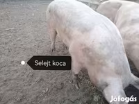 Süldőanya, Пьетрен — 7. fotó