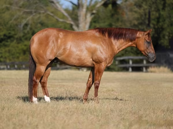 Hengst, Quarter Horse
